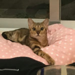 ♪2月22日は”猫の日”♪