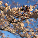 いや、、綺麗ですね。。