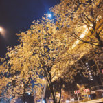 桜が咲いてました！